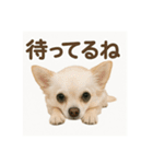 チワワと挨拶（個別スタンプ：6）