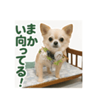 チワワと挨拶（個別スタンプ：7）