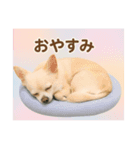 チワワと挨拶（個別スタンプ：8）