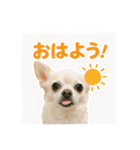 チワワと挨拶（個別スタンプ：9）