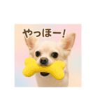チワワと挨拶（個別スタンプ：10）