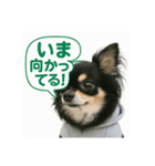 チワワと挨拶（個別スタンプ：15）
