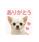 チワワと挨拶（個別スタンプ：16）