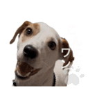 えどわーどtheジャックラッセルテリア #1（個別スタンプ：3）