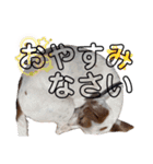 えどわーどtheジャックラッセルテリア #1（個別スタンプ：4）