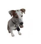 えどわーどtheジャックラッセルテリア #1（個別スタンプ：12）