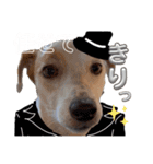 えどわーどtheジャックラッセルテリア #1（個別スタンプ：13）