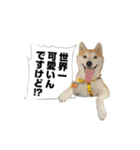 (元)豆柴犬ゆずの漫画風スタンプ（個別スタンプ：1）