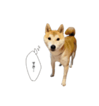(元)豆柴犬ゆずの漫画風スタンプ（個別スタンプ：2）