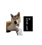 (元)豆柴犬ゆずの漫画風スタンプ（個別スタンプ：3）