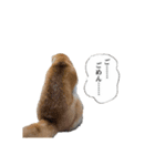 (元)豆柴犬ゆずの漫画風スタンプ（個別スタンプ：5）