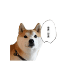 (元)豆柴犬ゆずの漫画風スタンプ（個別スタンプ：6）