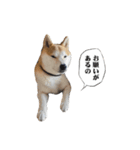 (元)豆柴犬ゆずの漫画風スタンプ（個別スタンプ：7）