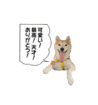 (元)豆柴犬ゆずの漫画風スタンプ（個別スタンプ：8）