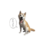 (元)豆柴犬ゆずの漫画風スタンプ（個別スタンプ：9）