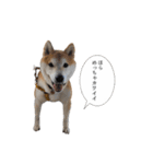 (元)豆柴犬ゆずの漫画風スタンプ（個別スタンプ：11）