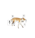 (元)豆柴犬ゆずの漫画風スタンプ（個別スタンプ：12）