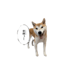 (元)豆柴犬ゆずの漫画風スタンプ（個別スタンプ：15）