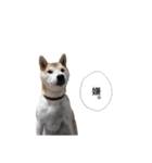 (元)豆柴犬ゆずの漫画風スタンプ（個別スタンプ：16）