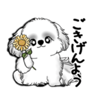 New B＆W シーズー犬  「いつも使う言葉」（個別スタンプ：3）