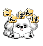 New B＆W シーズー犬  「いつも使う言葉」（個別スタンプ：6）