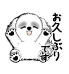 New B＆W シーズー犬  「いつも使う言葉」（個別スタンプ：8）