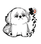 New B＆W シーズー犬  「いつも使う言葉」（個別スタンプ：9）