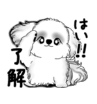 New B＆W シーズー犬  「いつも使う言葉」（個別スタンプ：13）