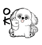 New B＆W シーズー犬  「いつも使う言葉」（個別スタンプ：14）