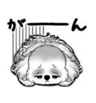 New B＆W シーズー犬  「いつも使う言葉」（個別スタンプ：19）