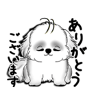 New B＆W シーズー犬  「いつも使う言葉」（個別スタンプ：21）