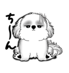New B＆W シーズー犬  「いつも使う言葉」（個別スタンプ：28）