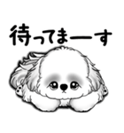 New B＆W シーズー犬  「いつも使う言葉」（個別スタンプ：36）