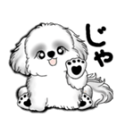 New B＆W シーズー犬  「いつも使う言葉」（個別スタンプ：39）