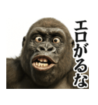 【すんごい使える】ゴリラ（個別スタンプ：1）