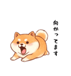 柴犬のスタンプ！！（個別スタンプ：11）