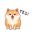 柴犬のスタンプ！！（個別スタンプ：16）
