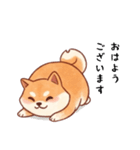 柴犬のスタンプ！！（個別スタンプ：24）