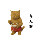 お猫様の吹き出しスタンプ（個別スタンプ：5）