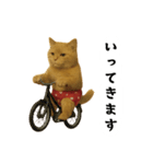 お猫様の吹き出しスタンプ（個別スタンプ：11）