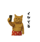 お猫様の吹き出しスタンプ（個別スタンプ：13）