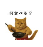 お猫様の吹き出しスタンプ（個別スタンプ：22）