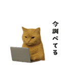 お猫様の吹き出しスタンプ（個別スタンプ：23）