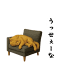 お猫様の吹き出しスタンプ（個別スタンプ：26）