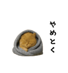 お猫様の吹き出しスタンプ（個別スタンプ：37）