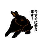 礼儀正しい黒うさぎたち（個別スタンプ：5）