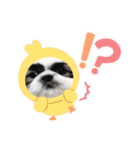 子供たち時々わんこたち（個別スタンプ：12）