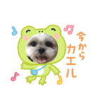 子供たち時々わんこたち（個別スタンプ：19）