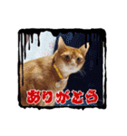 Chiro ＆ Dale（個別スタンプ：5）