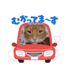 Chiro ＆ Dale（個別スタンプ：30）